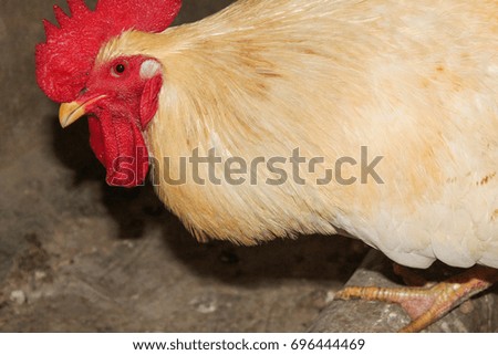 beautiful rooster with red beak 