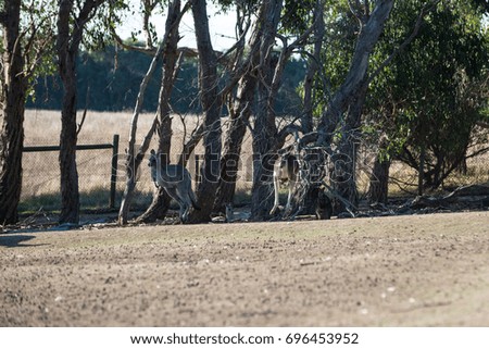 Kangaroo in Victoria, Australia