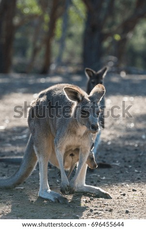 Kangaroo in  Victoria, Australia