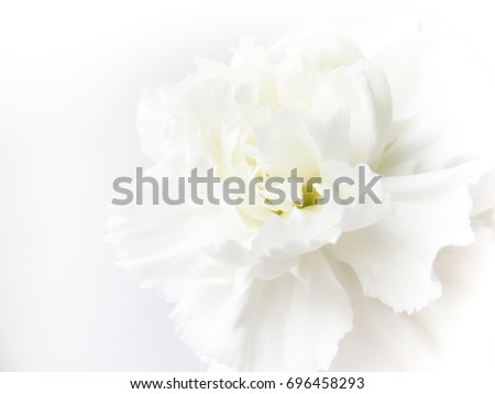 White flowers background. Macro of white petals texture. Soft dreamy image 
