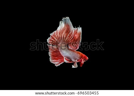 Capture the animated red dolphins of the betta fish isolated from the beautiful black background pet.