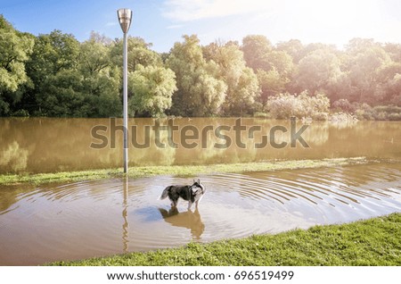 Dog in a park on a flooded path after the sunrise.