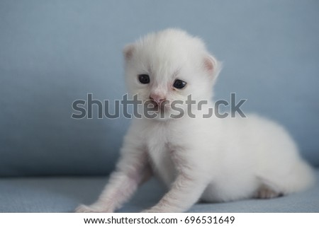 white Turkish Angora Kitten.