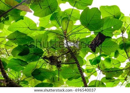 green leaves with white background and sun light with some space