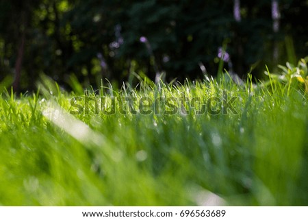 Green grass meadow. Soft focus shot.