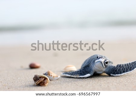 Turtle balls on the beach