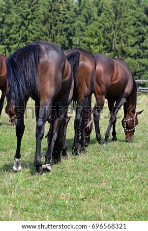 Beautiful horses in the pasture