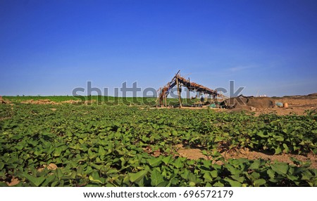 beautiful plantation landscape with clear blue sky