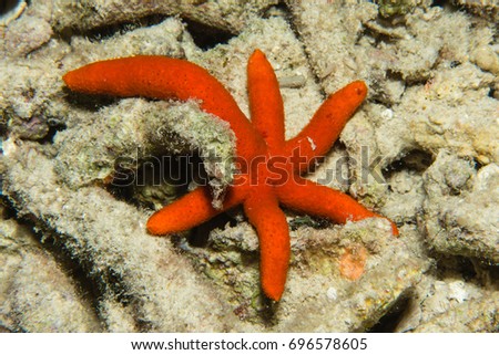 Luzon sea star (Echinaster luzonicus)