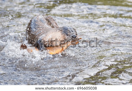 Otter catching a trout in Yellowstone National Park