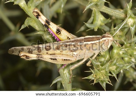 Heteracris littoralis (a species of grasshopper) on a branch of Kali turgidum (synonym Salsola kali), an annual plant that grows in salty sandy coastal soils.