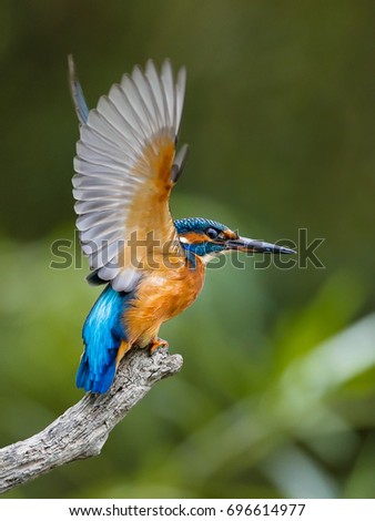 Close-up portrait of Common Kingfisher, Alcedo atthis, starting its hunt from a twig, with extended and highly erect wings, against a background of a green bushes. Flying jewel. Royalty-Free Stock Photo #696614977