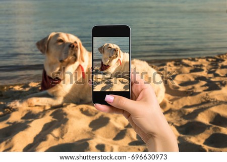Woman hands with mobile cell phone to take a photo of labrador dog lying on the beach