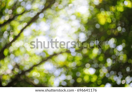 blurred light of tree and leaves