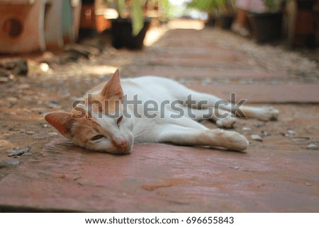 Cat lying on the floor.