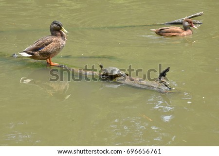Yellow Bellied Slider Turtle and a Mallard Duck stare at each other while sharing a floating wood log in a garden pond with a Cinnamon Teal Duck in the background