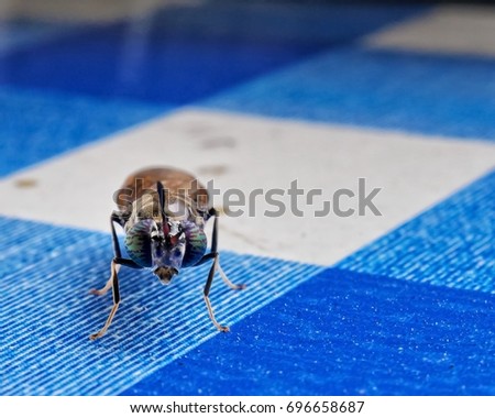 It is insects don't know kind on floor blue white table. Macro image