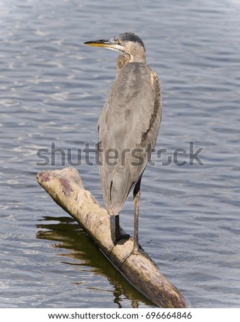 Photo of a great blue heron watching somewhere