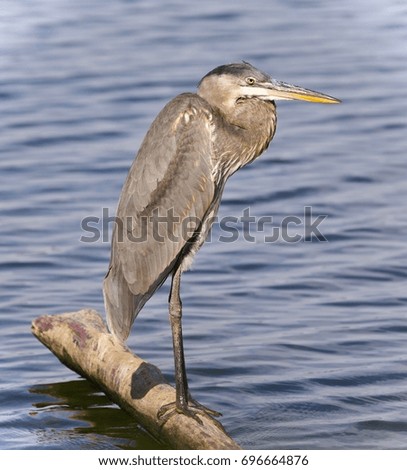 Photo of a great blue heron standing on a log
