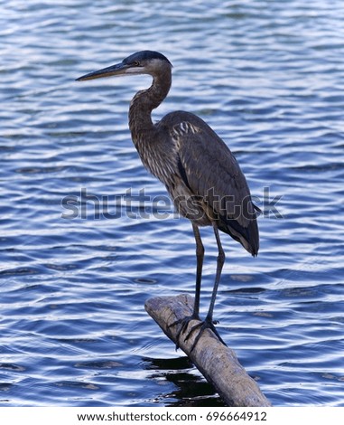 Photo of a great blue heron standing on a log