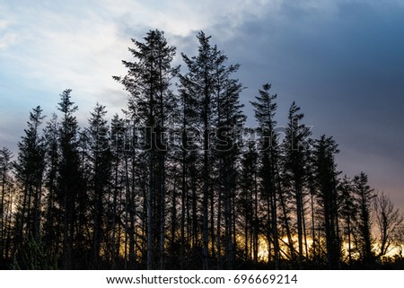 Silhouette of tall trees with the sun setting the background.  