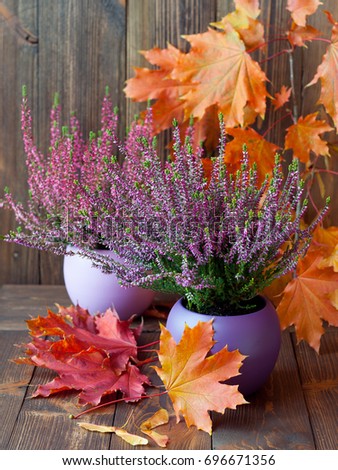 Blooming heather and colorful maple leaves on a background of brown wooden boards