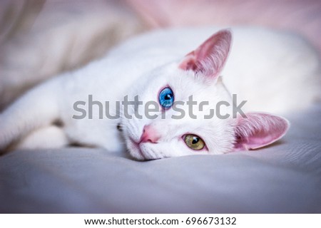 white cat with beautiful eyes, pink ears and nose
