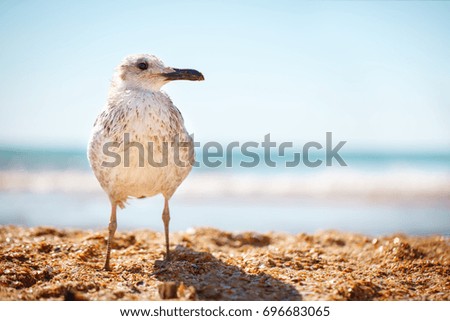 Seagull on a sandy sea shore .
