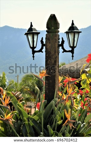 Garden lamp and flowers of Strelitzia reginae