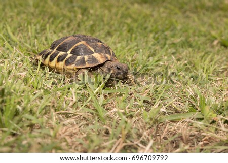 Leopard tortoise walking slowly and sunbathe on ground with his protective shell ,cute animal pictures make you smile , tortoise eating vegetable