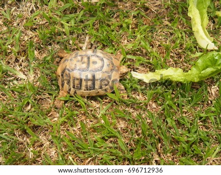 Turtle eats lettuce