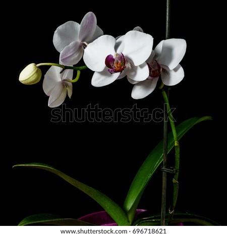 Orchid with large white flowers on a black background.