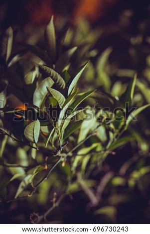 Tree branch close-up. Shooting at night, dark black background. The green leaves are lit by the light of a street lamp. Wallpaper, backdrop or background for design.