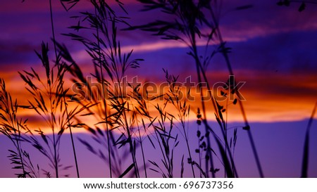 Colorful sunset with orange clouds. View through the herb.