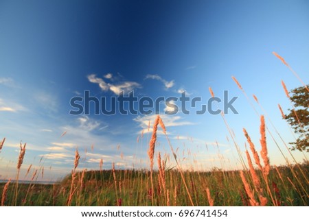 Thickets of grass on the shore