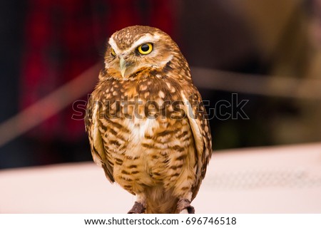 Elf Owl front