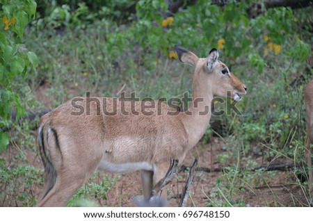 Impala Antelope Walking