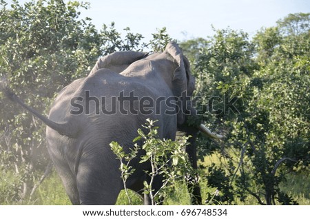 Wild African Elephant 71