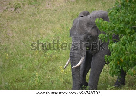 Wild African Elephant 67