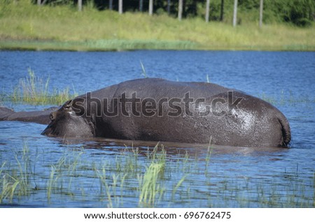 Wild African Hippopotamus 11