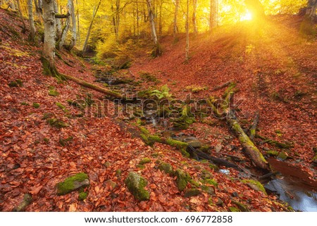 Landscape Nice fantasy Forest with creek in a golden Autumn. Wall-Poster Idea.