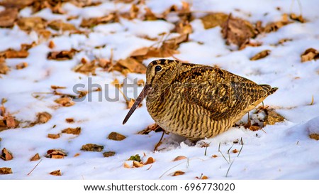 Snow, dry leaves and bird, White, yellow and brown nature background. Eurasian Woodcock. (Scolopax rusticola) 