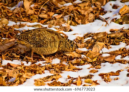 Snow, dry leaves and bird, White, yellow and brown nature background.
Eurasian Woodcock / Scolopax rusticola 