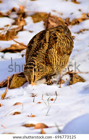 Snow, dry leaves and bird, White, yellow and brown nature background.
Eurasian Woodcock / Scolopax rusticola 