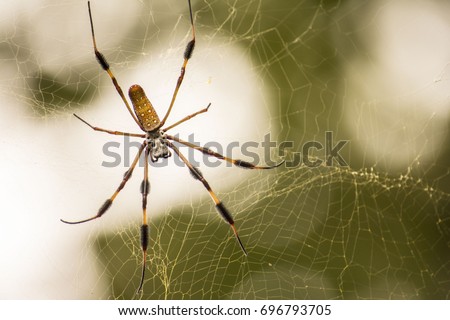 Golden Weaver Spider
