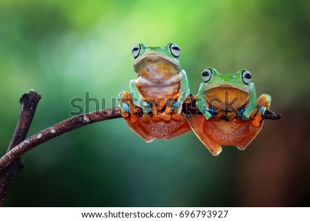 Tree frog on branch, Gliding frog (Rhacophorus reinwardtii) sitting on branch, Javan tree frog on green leaf, Indonesian tree frog,  Royalty-Free Stock Photo #696793927