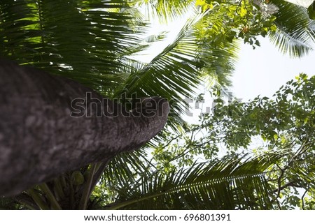 Looking up a palm tree in Goa, India