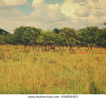 Kudus on a meadow in high grass. Beautiful shy gazelles hide in a bush. Wildlife of a Natural Reserve. Stunning African nature. National Parks. Wonderful vintage. Nice background for your text. Matte