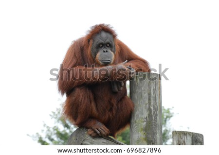 Orangutan Royalty-Free Stock Photo #696827896