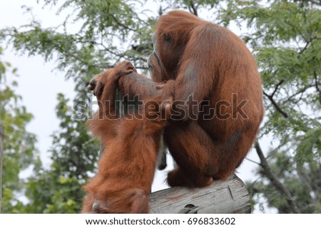 Mother and Baby Orangutan